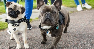 Strict licensing scheme to regulate dog breeding businesses in Scotland unveiled