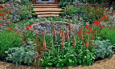 Meet my accidental garden hero, the defiant but unassuming verbascum