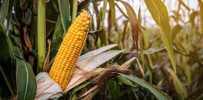 Climate change is a challenge for small-scale farmers - how a mix of old and new techniques produced a superior maize harvest in a dry part of South Africa