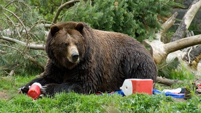 Watch out hikers – bears are fattening up for winter