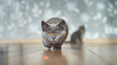 Why do cats chase lasers? An expert reveals the reason