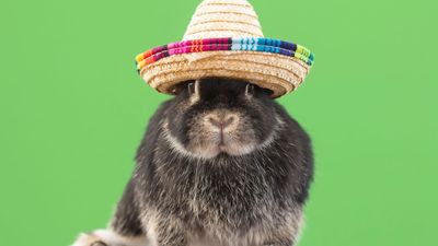 35 of the best funny rabbit jokes that are downright hare-larious