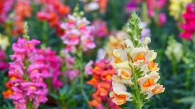 Is it necessary to deadhead snapdragons? A flower expert reveals the secrets to snapdragon success