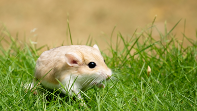 How long do hamsters live? Life cycle of a domestic hamster