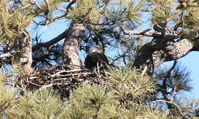 Active bald eagle nest destroyed in Texas; reward now $15,000