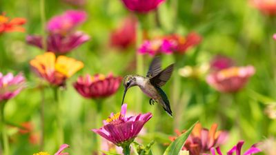 Hummingbird migration — 5 easy ways to help our feathered friends during their travels