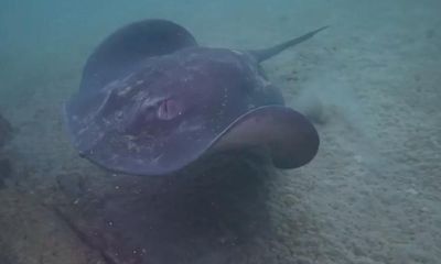 ‘Butchered so barbarically’: heartbreak turns to anger about killing of rays at popular Sydney diving spot