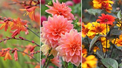 Late summer flowers: 8 stunning plants that will bloom into autumn