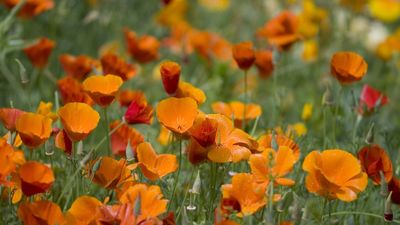 How to harvest California poppy seeds – our comprehensive guide to saving and storing seeds