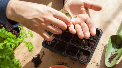 How to sow seeds the right way — 7 top tips from a gardening expert