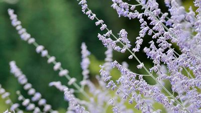 How to propagate Russian sage – expert tips to grow more of these drought-tolerant perennials