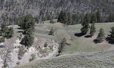 Can you spot the Yellowstone grizzly bear family?