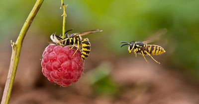 Licence to kill: plan your sting and stop pests dead in their tracks