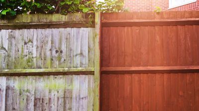 How to remove algae from a fence – the easiest process and two methods you should never use