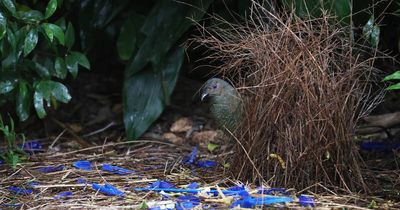 Something blue: bowerbird spotted creating nest in Maitland