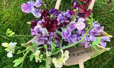 High summer on the plot and the flowers are relishing their moment in the sun