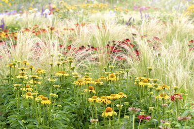 6 Hardy Plants That You Can Grow Pretty Much Anywhere — Good-Looking Picks That Thrive in Poor Soil