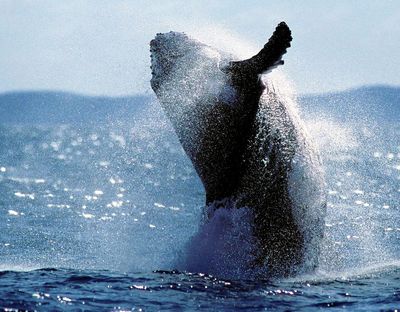 Fisherman knocked out by whale’s tail while on boat off Queensland coast