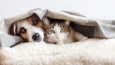 Cats can mourn the loss of other pets, including dogs, new study reveals