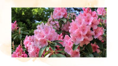 Should you deadhead Rhododendrons? Horticulture experts share their advice