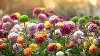 How to keep mums blooming during fall, according to gardening pros