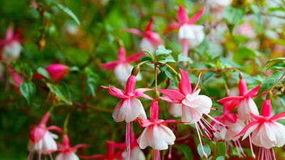 How to grow fuchsias in pots – for vibrant and long-lasting container plants