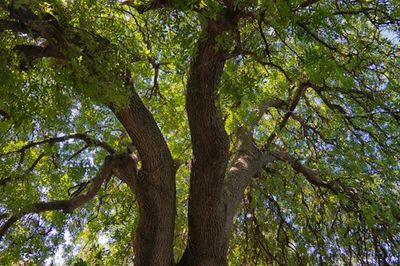 This Is What Happens To Trees When They Take In Excess CO2