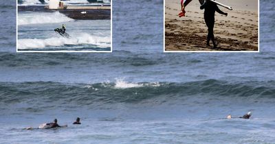 Surfers' close encounter: how feeding shark caused a splash at Merewether