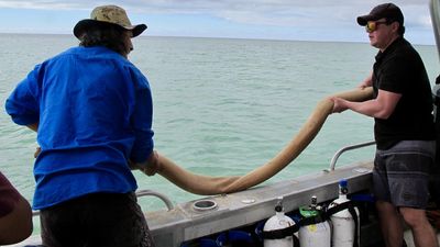 Mixing science and culture snags win in seagrass rescue