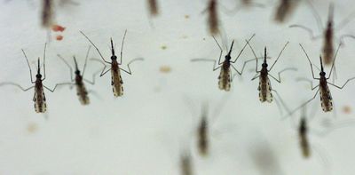 Genetically modified mosquitoes and malaria in Africa: top scientist shares latest advances