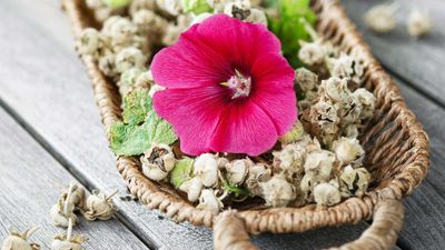 How to harvest hollyhock seeds – to grow more summer flowers for free