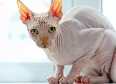 What are 'XL bully cats'? Experts advise against buying the mutant breed