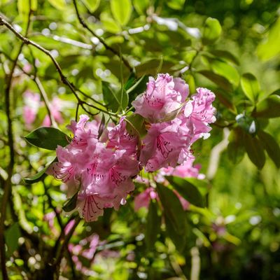 When to cut back evergreen shrubs – garden experts say this is when you should be trimming them