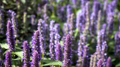 How to grow hummingbird mint – the ultimate native plant to attract birds, bees and butterflies