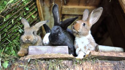 32 breeds of rabbits