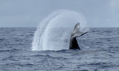 Whale knocks fisherman unconscious with a tail slap to the face