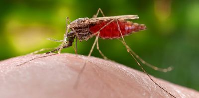 Mosquitoes use gut bacteria to fight the malaria they transmit – scientists are exploring how to use this to end the disease