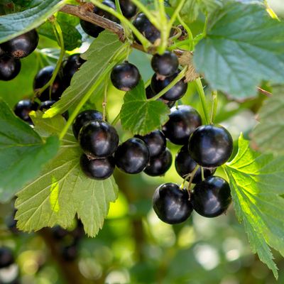 When to prune blackcurrants - the window that will ensure a delicious harvest next summer