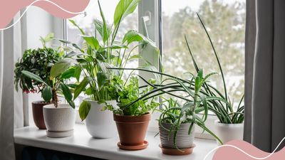 How to care for indoor plants: A foolproof guide to help novice plant owners succeed