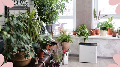 How to care for indoor plants: A foolproof guide to help plant owners succeed