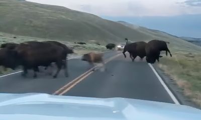 Yellowstone bison rut not for faint of heart, video shows