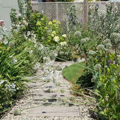 When to deadhead agapanthus - experts reveal the exact time you should remove these spent flowers