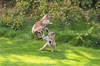 Colorado photographer captures bobcats adorably playing with golf balls during charity tournament