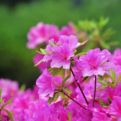 When to prune azaleas - experts urge gardeners to choose the right time if they want their shrubs to bloom next year