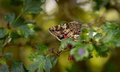 Rare moth found in Cambridgeshire orchard threatened by busway plan