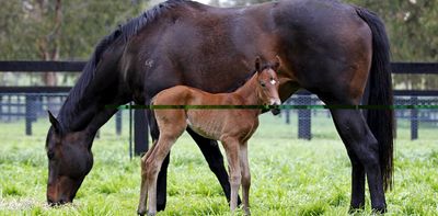 Black Caviar’s death has prompted uncomfortable questions about how champion mares spend their retirement