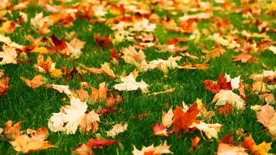 Fall lawn care – 10 essential tasks to keep your grass healthy as the season turns colder