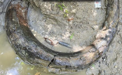 Amateur fossil hunter uncovers 7ft-long fully intact giant mammoth tusk near Mississippi stream