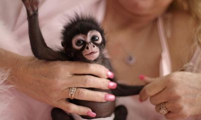 ‘I love these chimps more than my kids’: inside the wild world of ‘monkey moms’