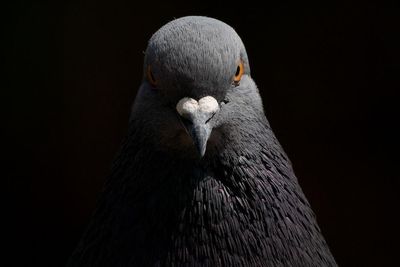 In my war against pigeons, all I have is a broom. But the ‘rats of the sky’ remain unflappable